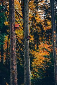 Trees in forest during sunset