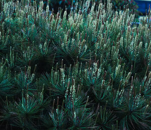 Close-up of fresh green plants