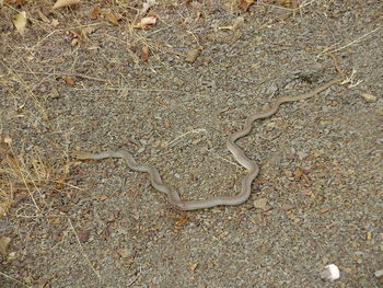 Close-up of lizard