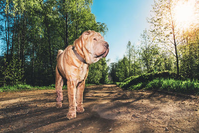 Dog standing on field against sky