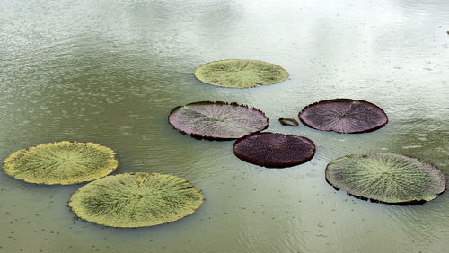 Lotus leaves of various colors grow in a fish pond