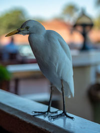 Close-up of bird perching on railing