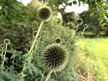 Close-up of thistle