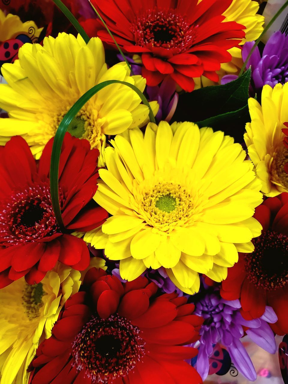 FULL FRAME SHOT OF YELLOW DAISY FLOWERS