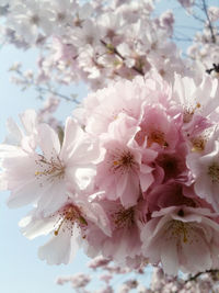 Close-up of pink flowers