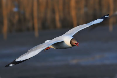 Close-up of swan flying