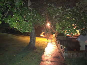 Footpath amidst illuminated trees at night