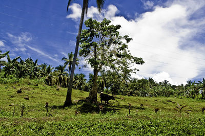 Trees on field against sky