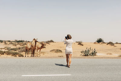 A smiling beautiful tourist girl takes pictures of a camel by the road while traveling. vacation