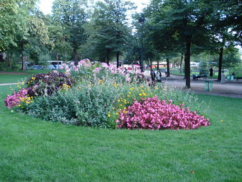 Flowers in park