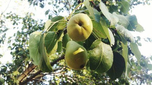 Low angle view of fruits on tree against sky