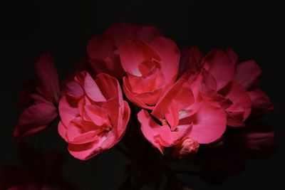 Close-up of pink roses against black background