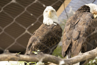 Close-up of eagle perching on a fence