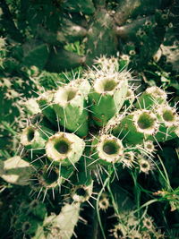 Close-up of prickly pear cactus