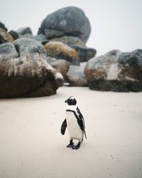 Close-up of penguins on rock