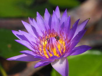 Close-up of bee pollinating flower