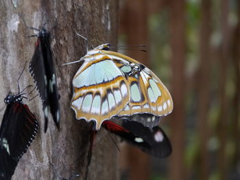 Close-up of butterfly on flower