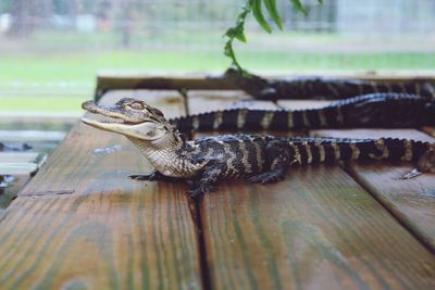 Close-up of lizard on wood
