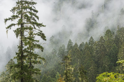 Scenic view of forest against sky during rainy season