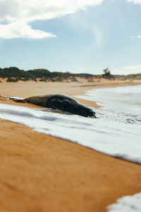 Sleeping seal on peach with waves coming around it at polihale beach on kauai, hawaii.