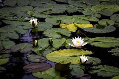 High angle view of lotus water lily in pond