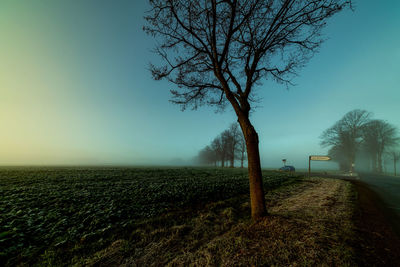 Bare tree on field against sky