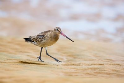 Close-up of bird on beach