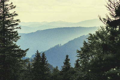 Trees in forest against sky