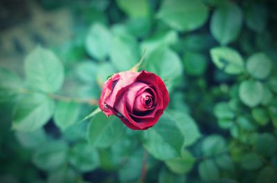 Close-up of red rose