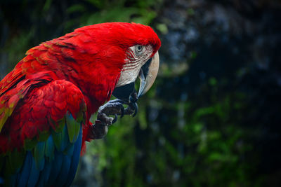 Close-up of parrot perching on tree