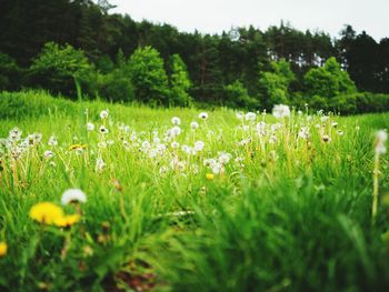 Flowers growing in field