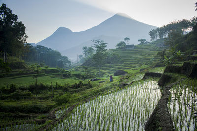 Rice terrace view of mountains against sky