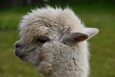 Close-up of sheep on field