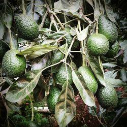 Close-up of fruits on tree