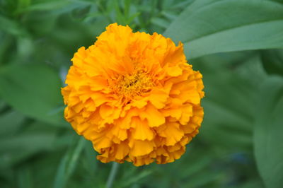 Close-up of marigold flower