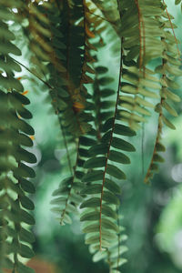 Green leaves pattern background. natural background and wallpaper.