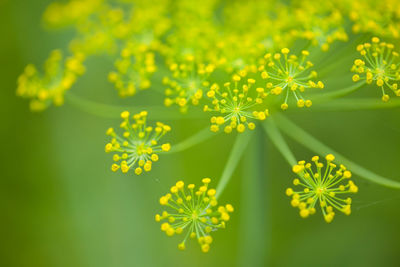 Close-up of yellow flowering plant