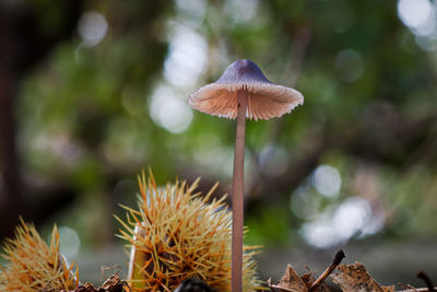 Close-up of mushroom growing on field