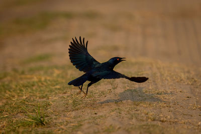 Close-up of bird perching on field