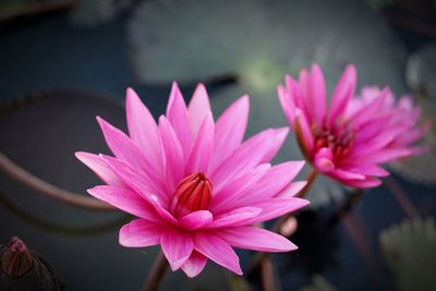 Close-up of pink water lily in lake