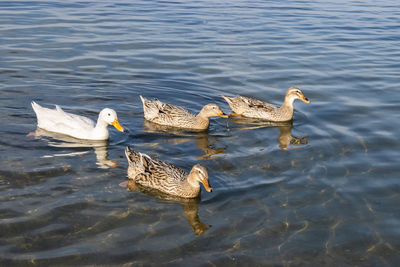 Ducks swimming in lake