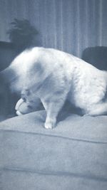 Close-up of cat relaxing on the wall