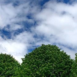 Low angle view of trees against sky