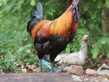 Close-up of rooster