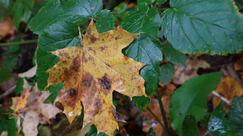 Close-up of leaves against blurred background