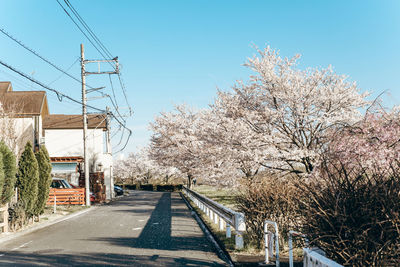 View of cherry blossom trees against clear sky