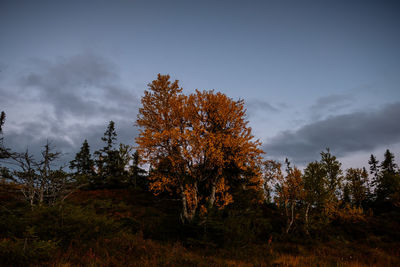 Low angle view of trees against sky during autumn