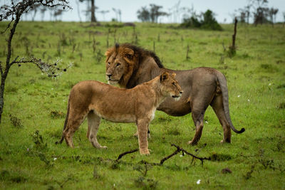 Male lion and lioness stand by whistling thorn