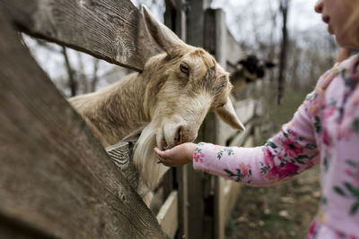 Midsection of girl feeding goat through wooden fence