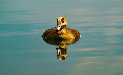 Duck swimming in lake